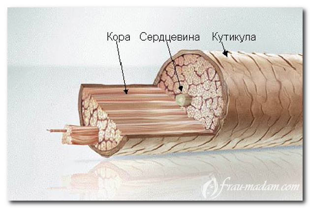 строение волоса в разрезе