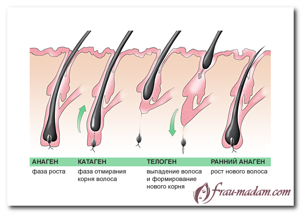 Фазы роста волос на голове