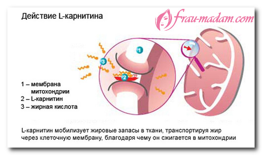 действие карнитина