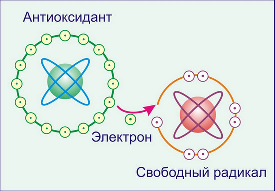 антиоксидант сжигание жира