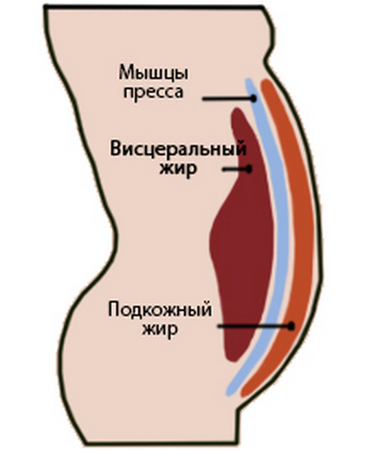 почему мы толстеем