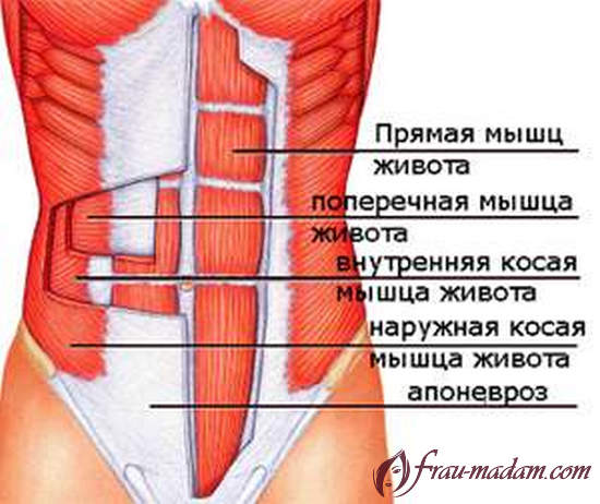 влияние косых мышц на пресс