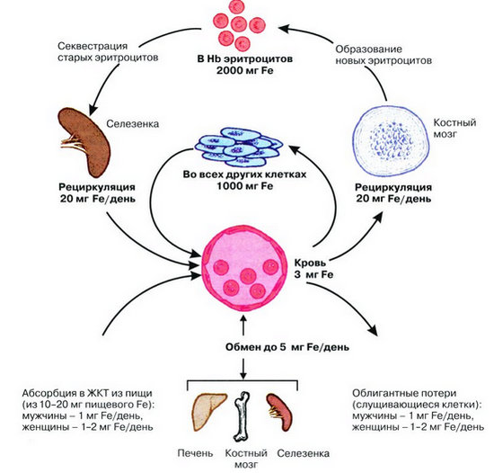 железо и анемия